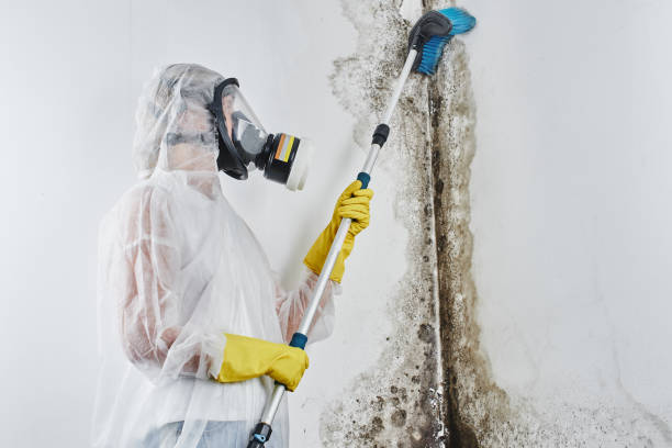 Best Mold Damage Repair  in Paris, TN