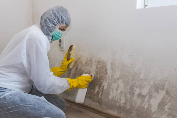 Best Local Mold Removal Service  in Paris, TN