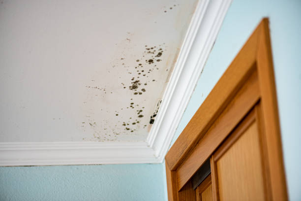 Best Certified Mold Removal  in Paris, TN