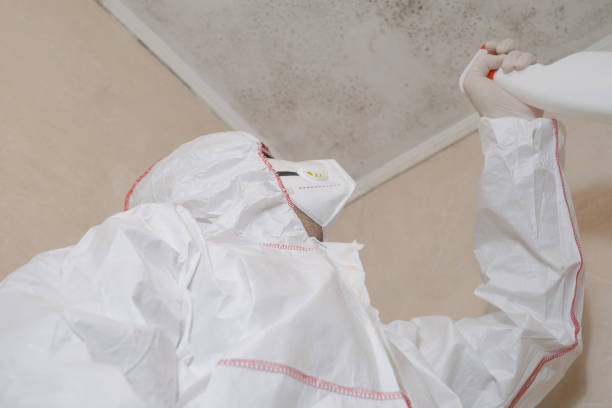 Best Fast Mold Removal  in Paris, TN