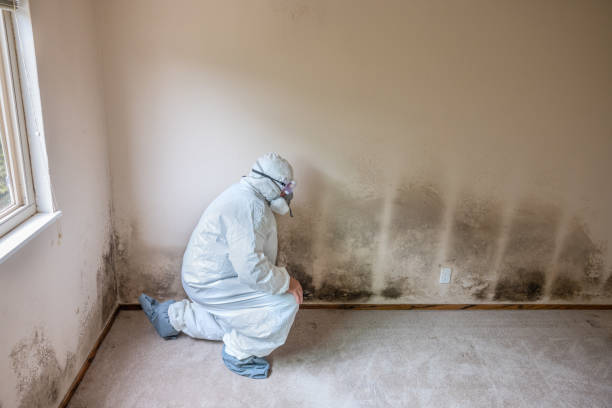 Best Commercial Mold Removal  in Paris, TN