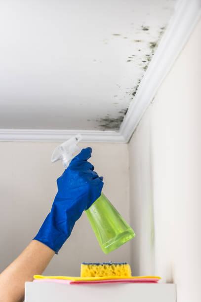 Best Home Mold Removal  in Paris, TN