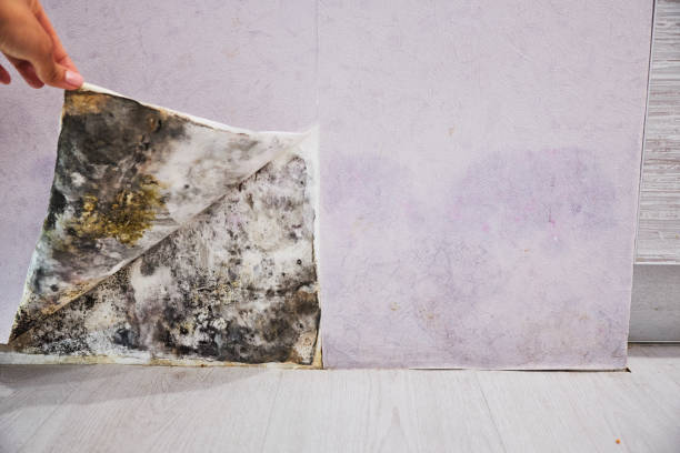 Best Attic Mold Removal  in Paris, TN